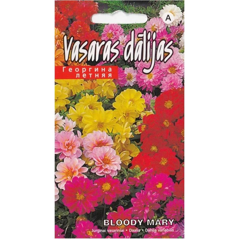 Sēklas dālijas bloody mary