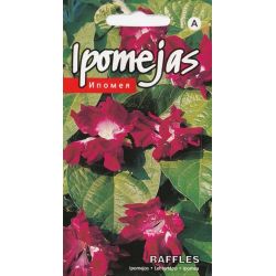 Sēklas ipomejas raffles