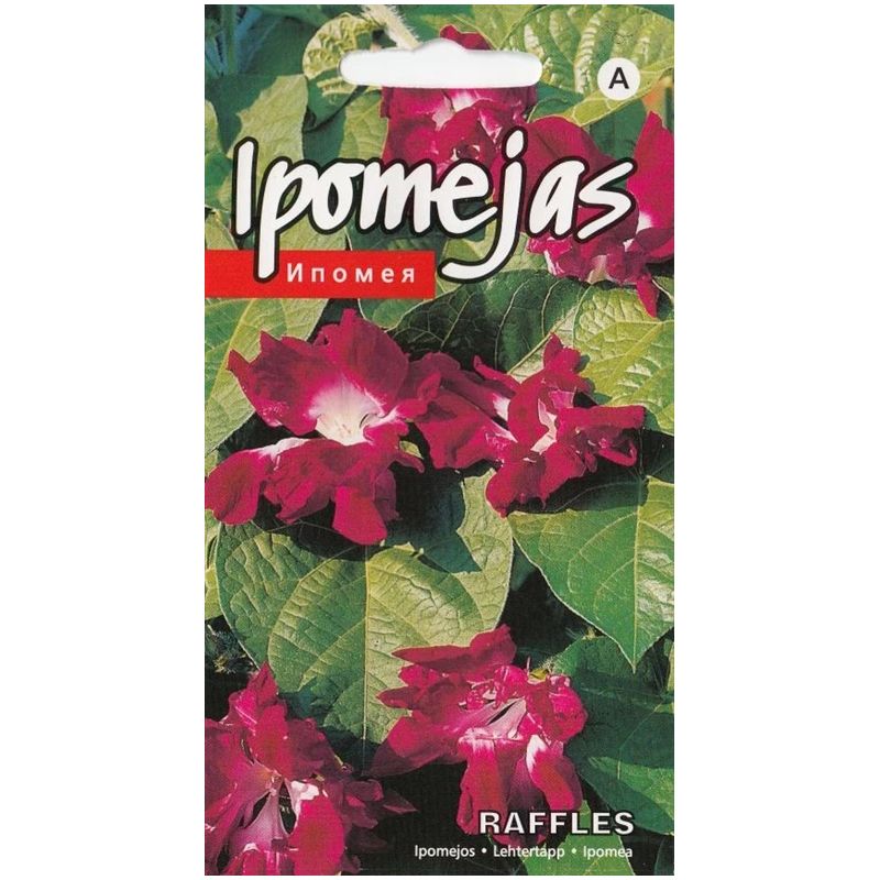 Sēklas ipomejas raffles