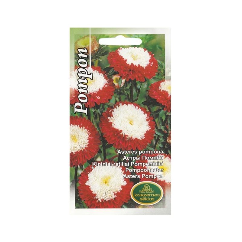 Asteres pompona ,sark. ar baltu,