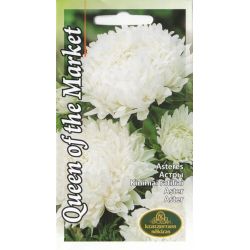 Sēklas astres queen of the market white