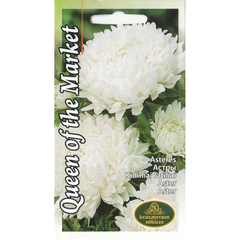 Sēklas astres queen of the market white