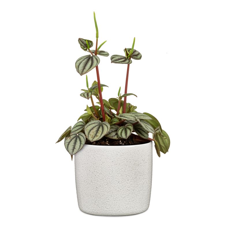 Vāze keramikas 900-15 perla d15