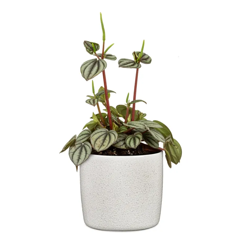 Puķu pods Scheurich Perla 64667, keramika, balta