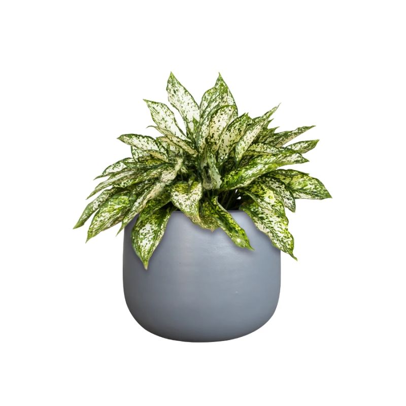 Puķu pods tp16-332-set 3c d15