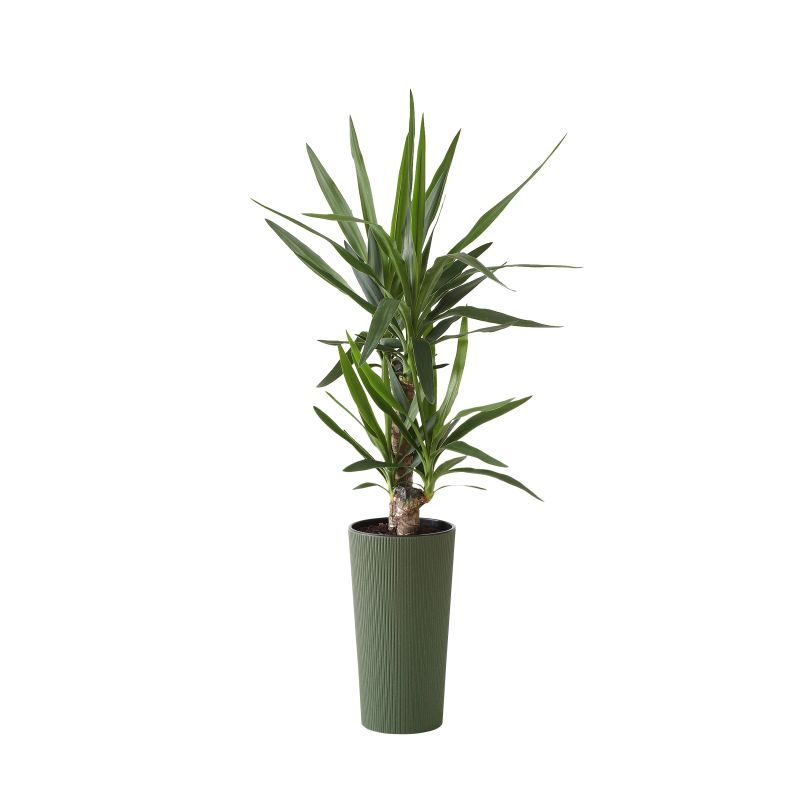 Puķupods pl. lilia jumper 876-42 300