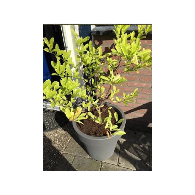 Puķu pods lofly dlof500 405u d49 h4