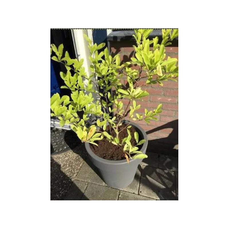 Puķu pods Prosperplast Lofly DLOF500, plastmasa, pelēka krās.