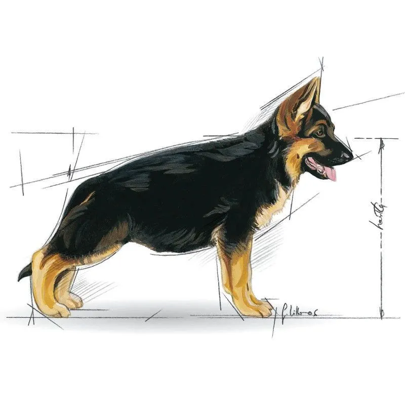 Sausas šunų maistas Royal Canin Puppy. 1 kg