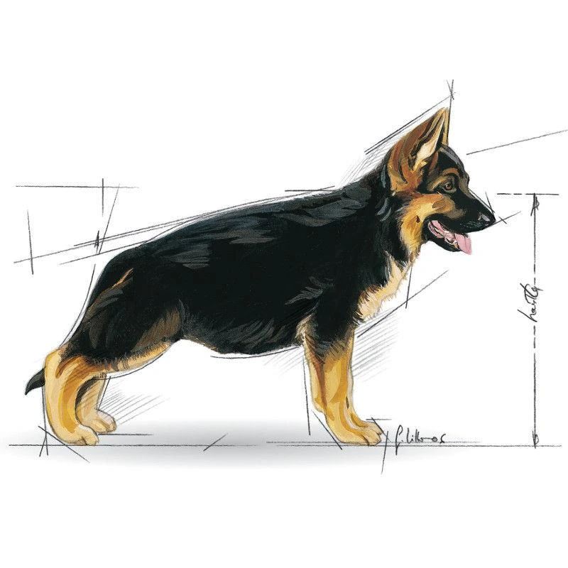 Sausā suņu barība Royal Canin Puppy. 1 kg