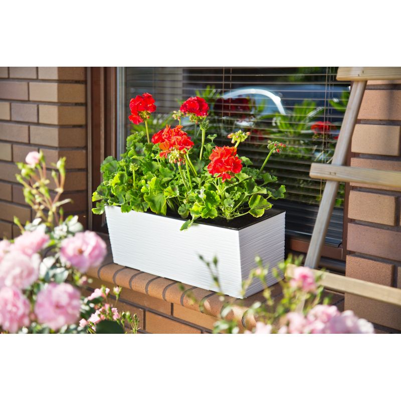 Pods puķu begonia 56x19x20 balts