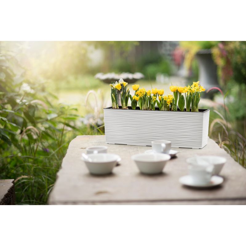 Pods puķu begonia 56x19x20 balts