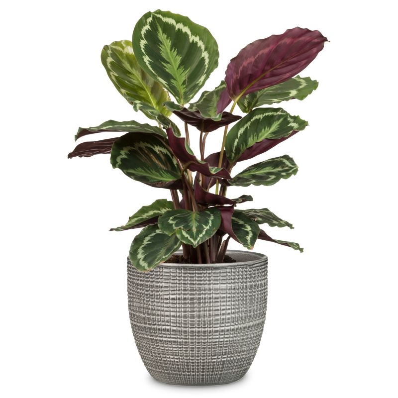 Puķu pods 866-19 pimienta d19