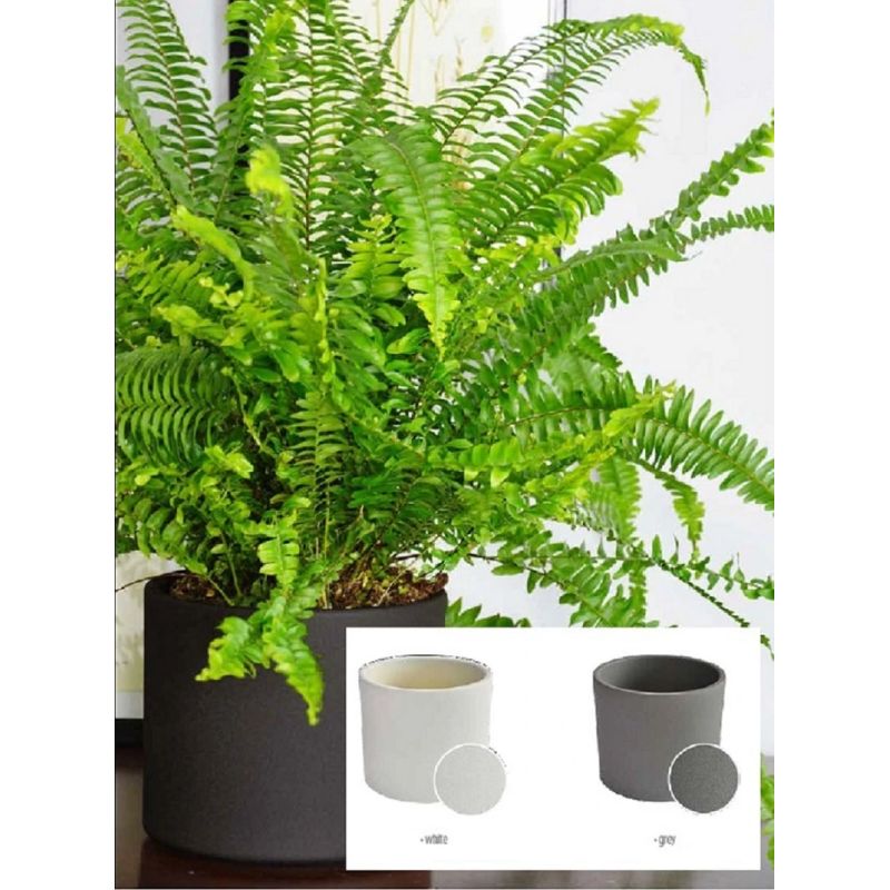 Lillepott Domoletti, keraamiline, valge v.