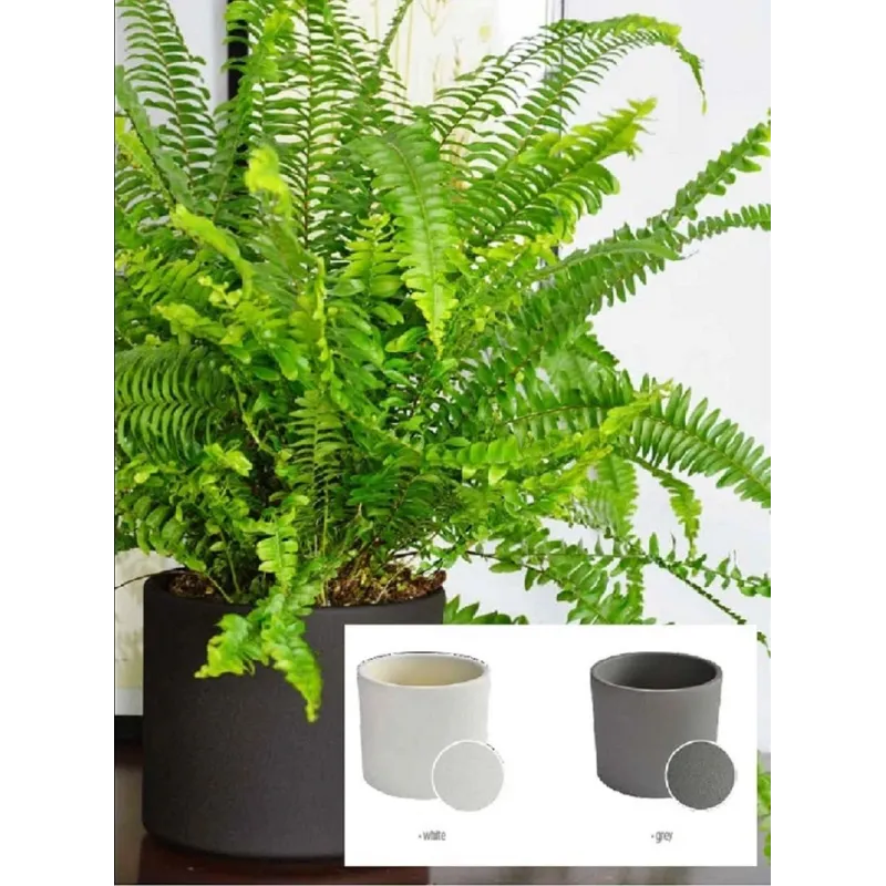 Puķu pods Domoletti, keramika, balta krās.