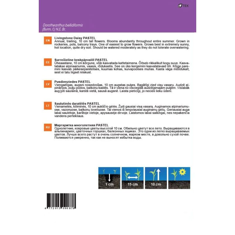 Sēklas mārpuķīšu pusdienziežu pastel