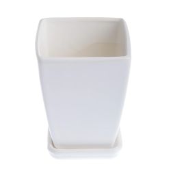 Pods puķu paparde d12 cm