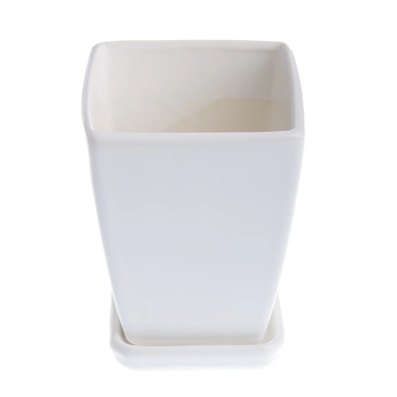 Pods puķu paparde d12 cm