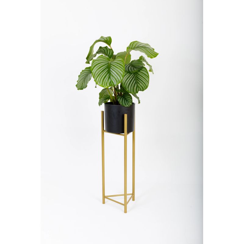 Statīvs augiem sens 27x75cm zelta kr.