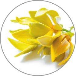 Medisana Aroma essence Ylang-Ylang