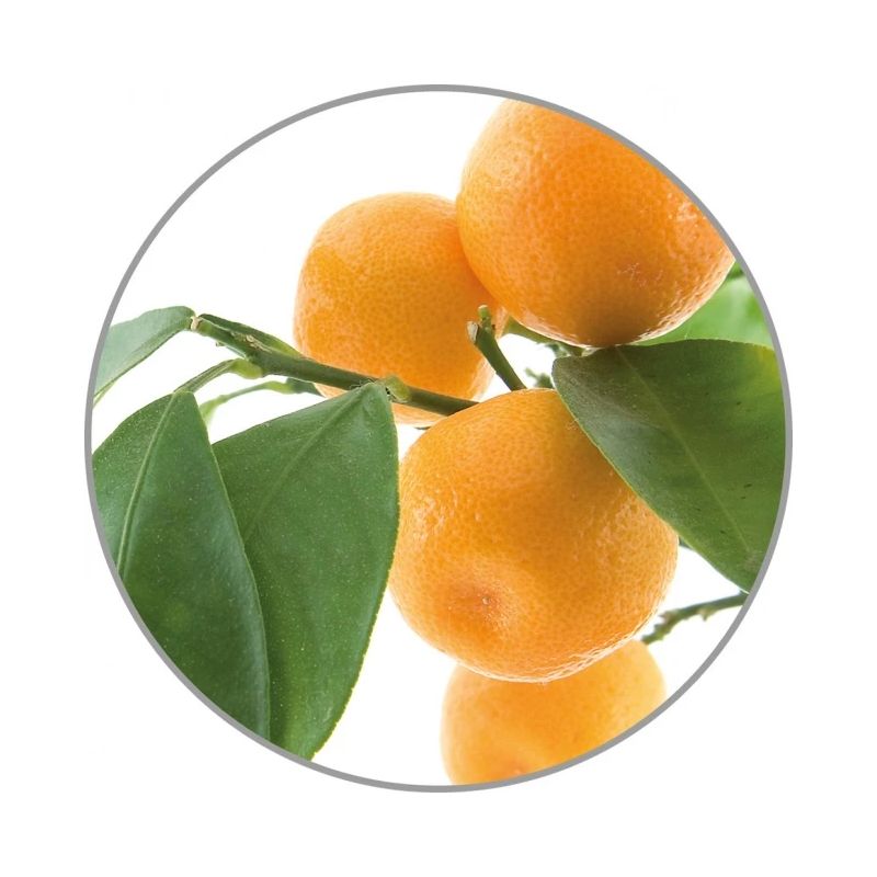 Medisana Aroma essence Orange