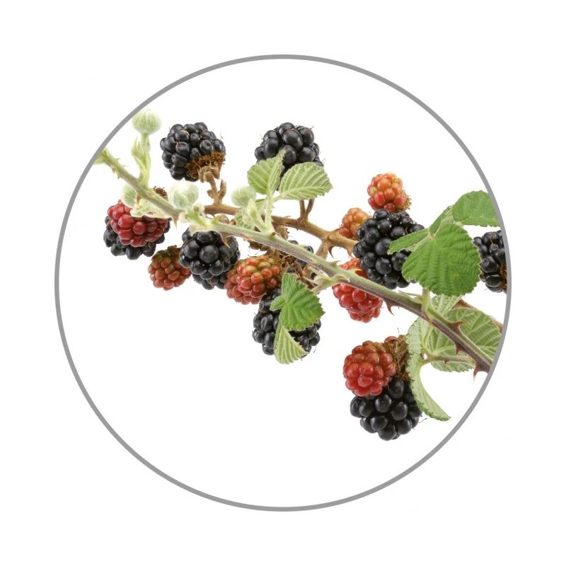 Medisana Aroma essence Wild berries