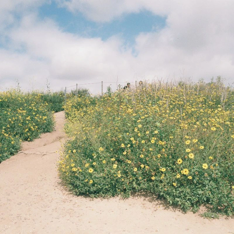 GT Photo GT24FILM Photo Film 35mm