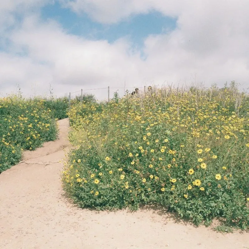 GT Photo GT24FILM Photo Film 35mm