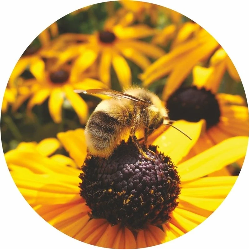 Vāciņu komplekts MEDUS. DIA8.2 cm. 10 gab.