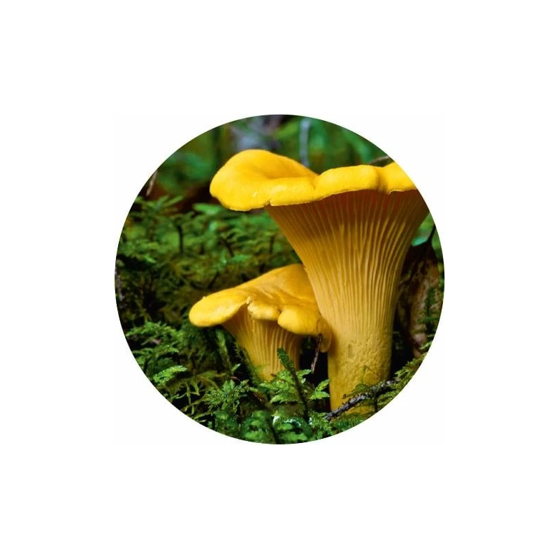 Vītņotu vāciņu komplekts. DIA8.2 cm. 10 gab.. dažādi