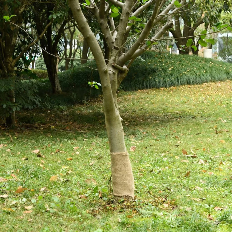 vidaXL džutas rullis, 0,25x100 cm, 100% džuta, 200 gsm