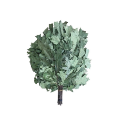 Slota pirts kanādas ozols