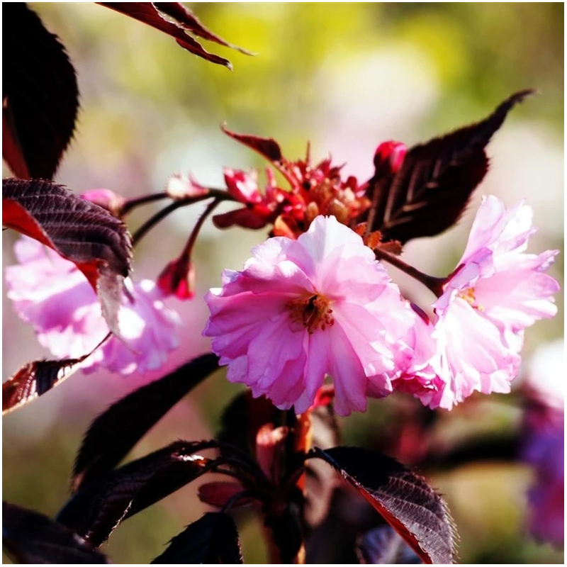 Krēsls dārza elodie