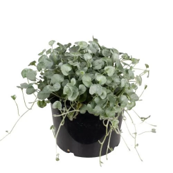 Spuldze ledg9 4.8w 570lm 2700k