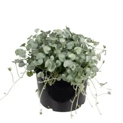 Lamp led g9 4.8w 570lm 2700k