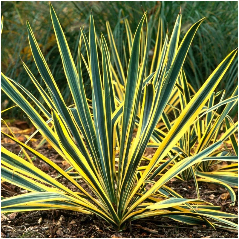 Aizsargapav s3s 46 haushalt