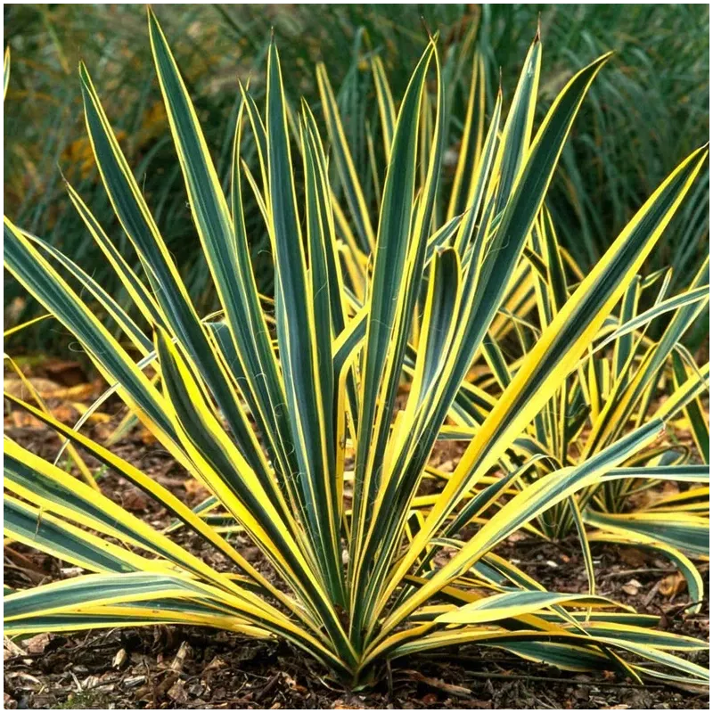 Apsauginiai batai vyrams Haushalt PED471. 46 dydis