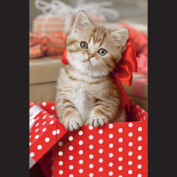 TREFL Puzle 54 Jauki dzīvnieki