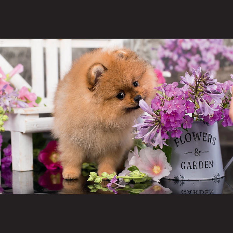 TREFL Puzle 54 Jauki dzīvnieki