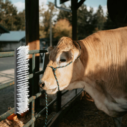 vidaXL Lopkopības birstes Melns un balts 50 x 10 x 6.5 cm