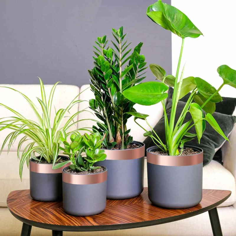 vidaXL Vara lente 6 pcs Varš 2000 x 5 cm Varš