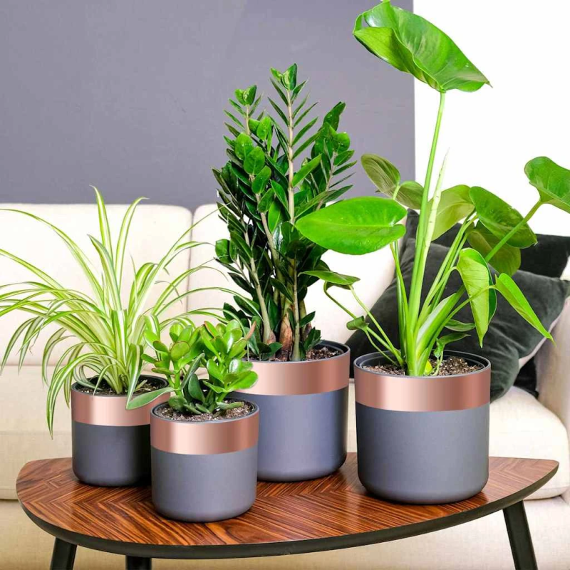 vidaXL Vara lente 6 pcs Varš 2000 x 7 cm Varš