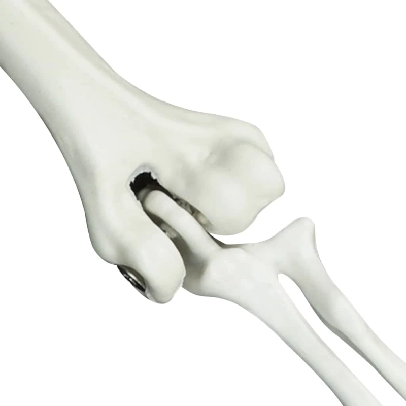 vidaXL Halloween skelets Balts 45,5 x 13 cm Plastmasa