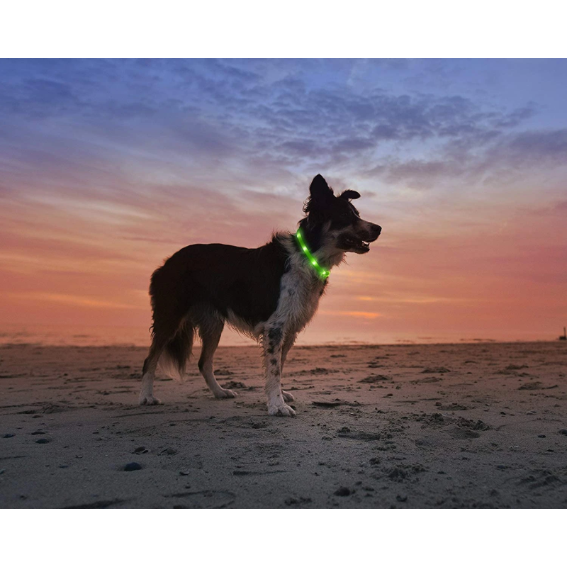 Anicoll LED Collar for Dogs and Cats Green