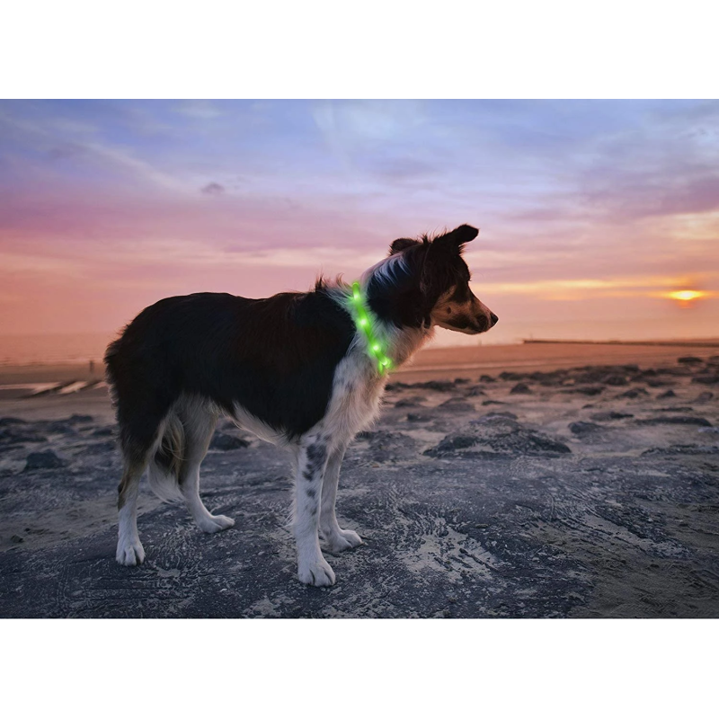 Anicoll LED Collar for Dogs and Cats Green