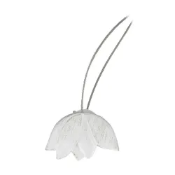 Kardinahoidja Tulipe, valge v.