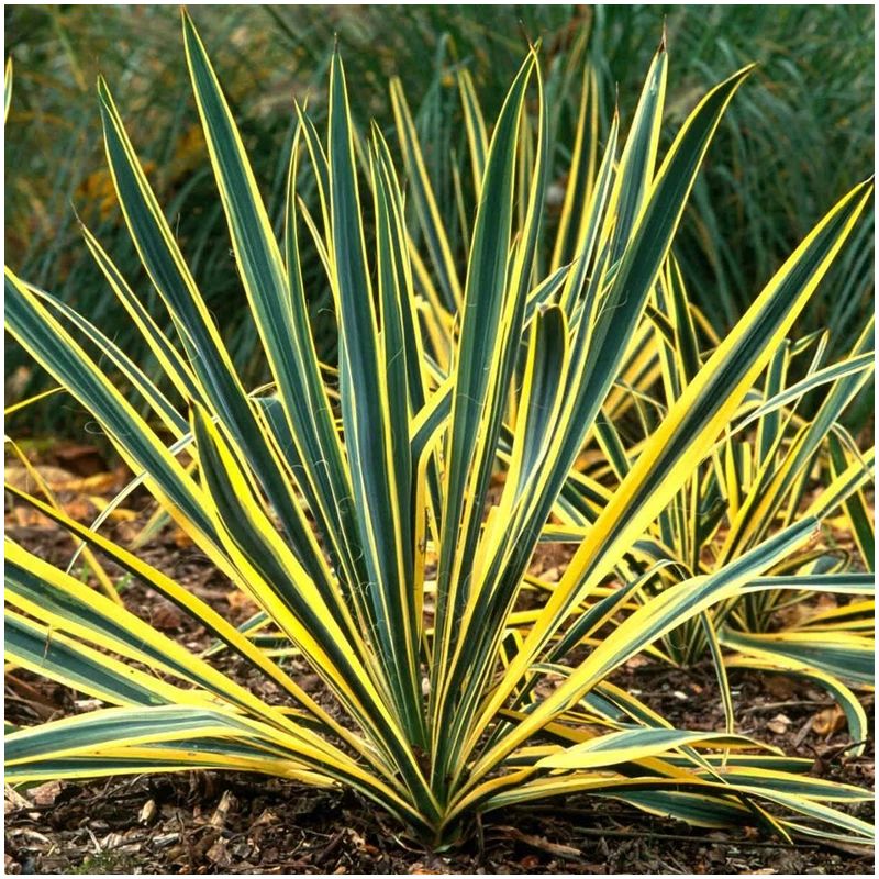 Tūrisma krēsls Outliner AC1188B. zaļa