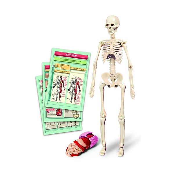 TOY EDUCATIONAL THE HUMAN BODY 50824