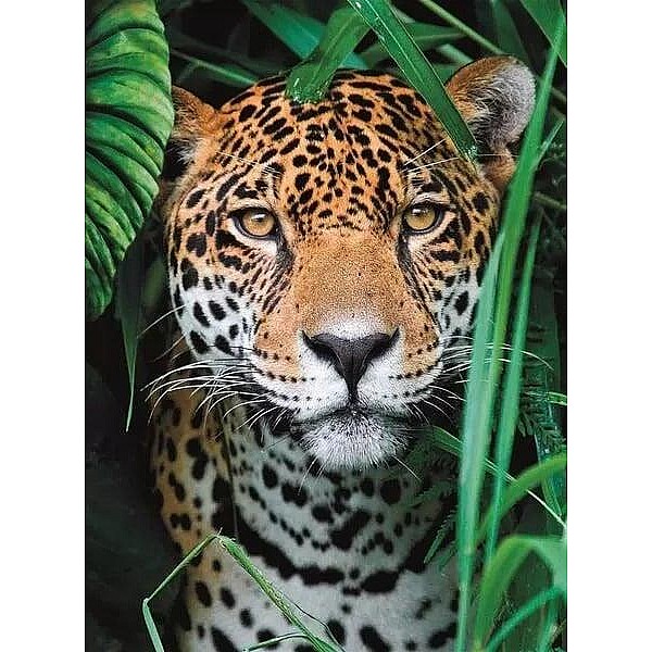 Puzle Clementoni Jaguar In The Jungle 35541. 49 cm x 36 cm