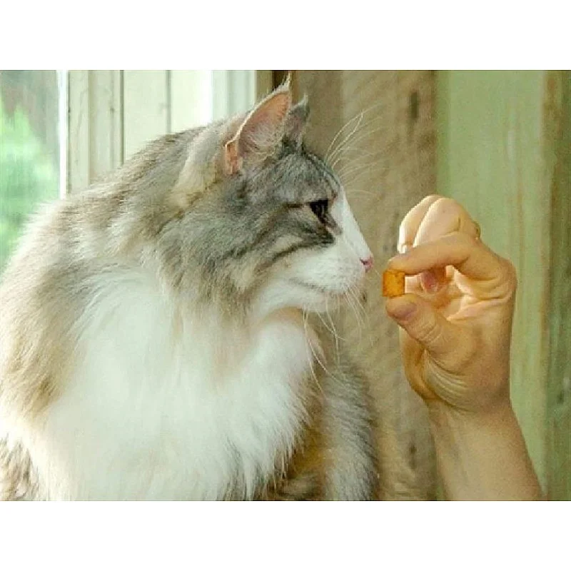 Skanėstas katėms Churu Cat Bites Chicken Scallop 0.03 kg